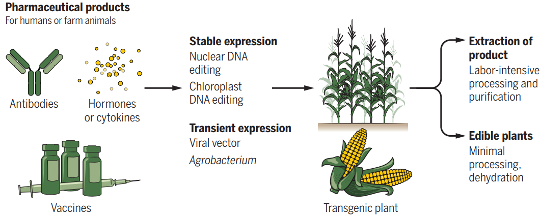分子農場：植物制造的疫苗和療法