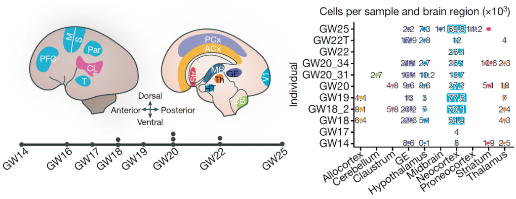 Nature | 單細(xì)胞測序繪制人類大腦皮層圖譜，揭示神經(jīng)發(fā)育中分子動(dòng)態(tài)特征