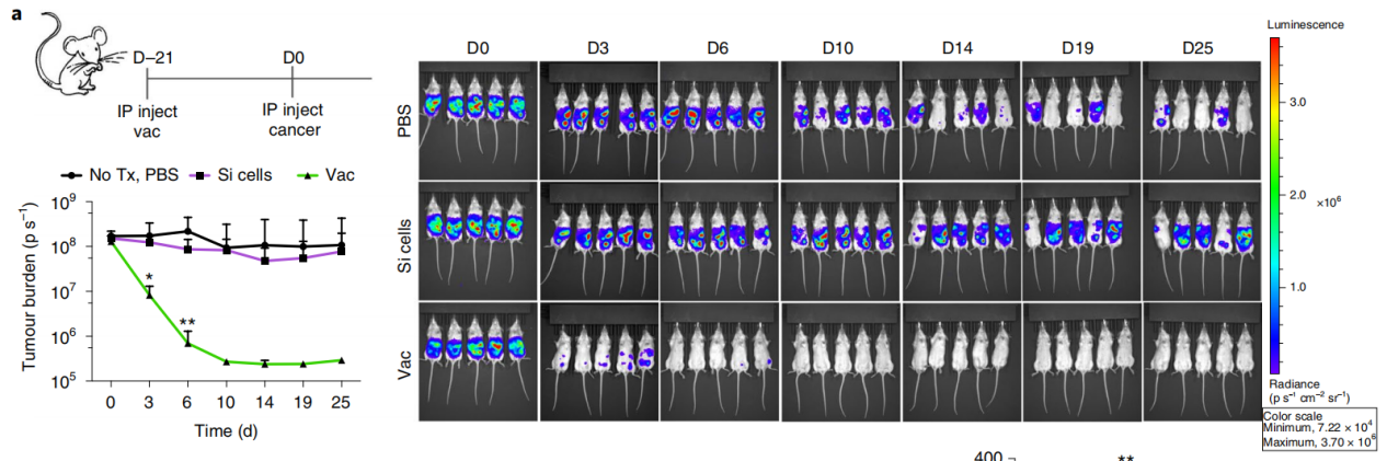 癌癥疫苗重大進展！ 《nature》子刊：科學家發明通過腫瘤細胞的低溫硅化來制造癌癥疫苗的技術