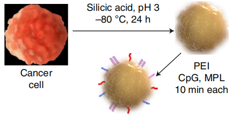 癌癥疫苗重大進展！ 《nature》子刊：科學家發明通過腫瘤細胞的低溫硅化來制造癌癥疫苗的技術