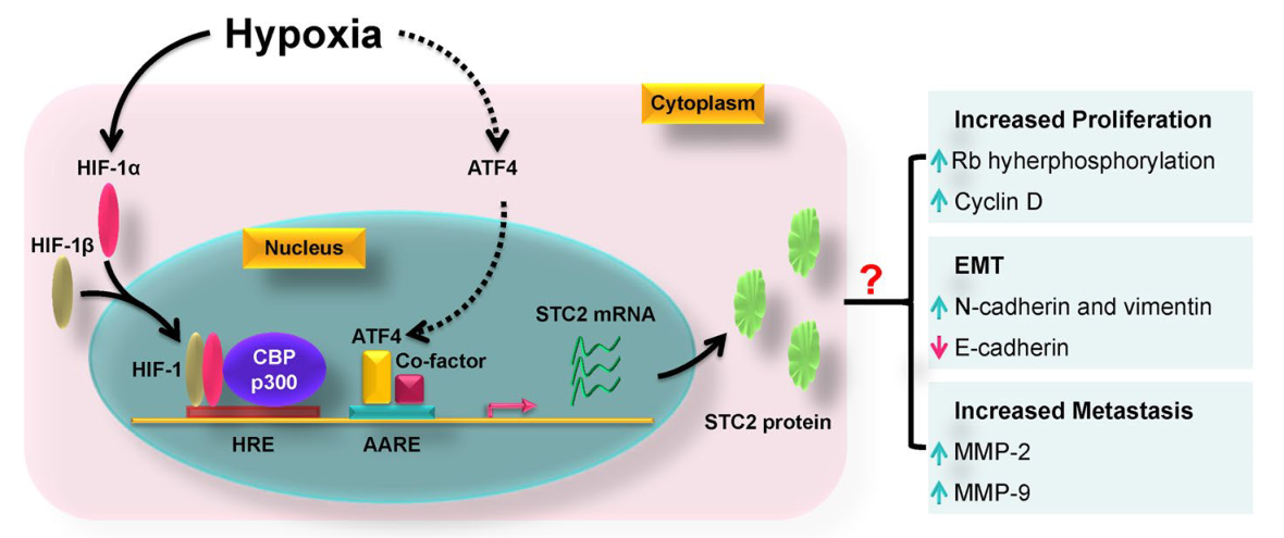 STC2：一種通用的腫瘤生物標志物和潛在的治療靶點